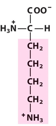 <p><span>Polar amino acid. Positively charged. Basic. [Lys, K</span></p>