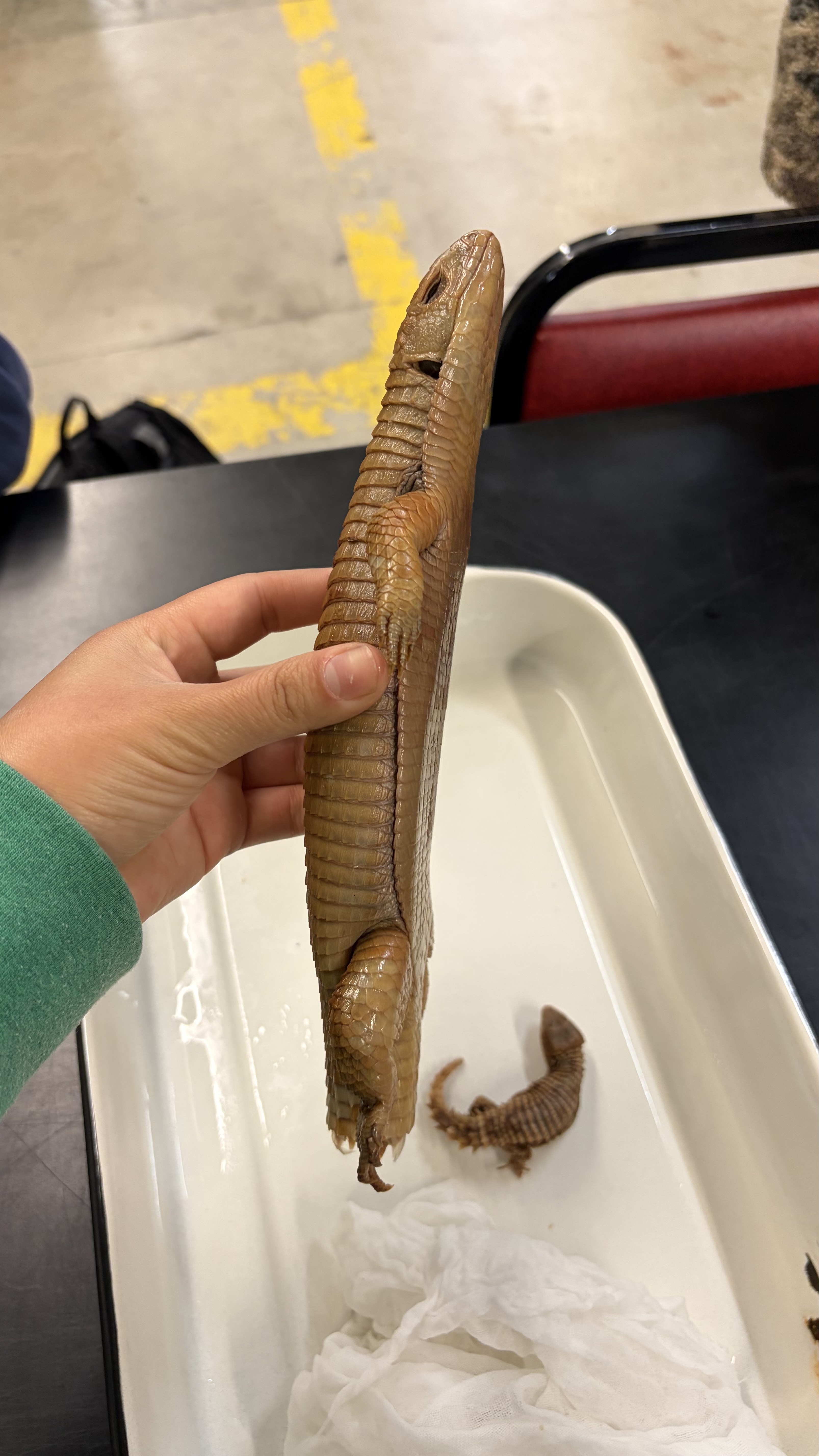 <ul><li><p>Squamata</p><ul><li><p>Scincomorpha</p><ul><li><p>Gerrhosauridae</p><ul><li><p><em>Broadleysaurus major</em></p></li></ul></li></ul></li></ul></li></ul><p></p>