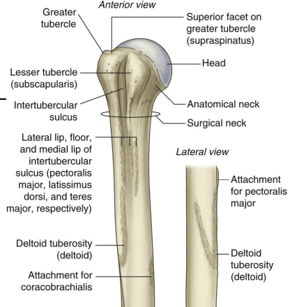 <p><span>The superior facet of the greater tubercle of the humerus is for the attachment of the <strong>____</strong> muscle.</span></p>