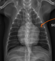 <p>As left heart disease in a dog advances, what else will enlarge? Seen here as the bulge at about 2-3 oclock. And what original sign becomes more clear?</p>