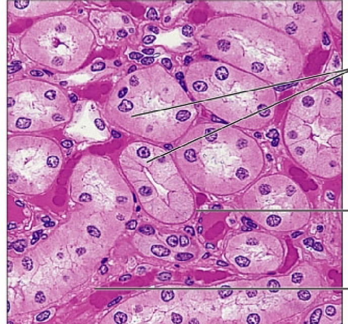 <p>name the tissue</p>