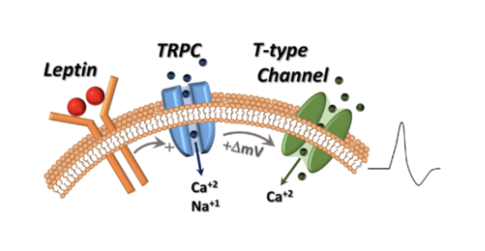<p>Because the driving force on Na+ is much stronger (thousands of times more of it waiting outside to come in), it is sodium that brings change to a threshold in this (and many) settings that use “cation in” channels.</p>