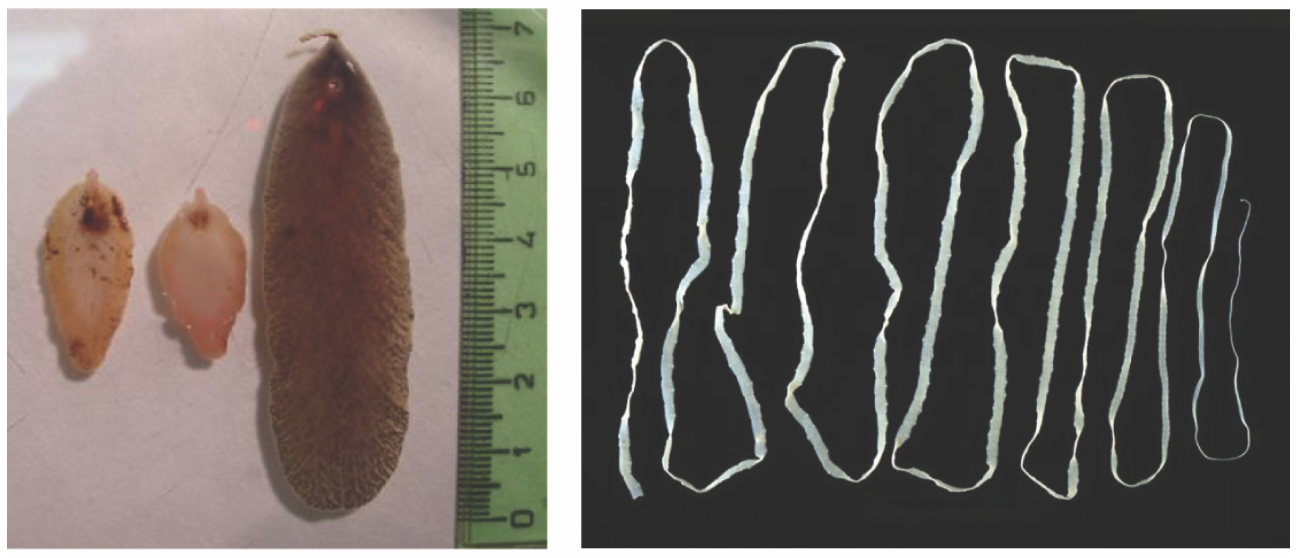 <p>(OpenStax Biology 2e Figure 28.15)</p><p>Parasitic trematodes (flukes) are shown on the left, and a parasitic cestode (tapeworm) on the right. Both of these animals are long, flat, and flexible. They are bilaterally symmetrical and triploblastic, but they are acoelomates. They belong to the phylum</p>