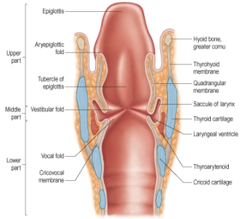 <ul><li><p>Epiglottis</p></li><li><p>Hyoid bone, greater cornu</p></li><li><p>Vestibular fold</p></li><li><p>Thyroid cartilage</p></li><li><p>Vocal fold</p></li><li><p>Cricoid cartilage</p></li></ul><p></p>