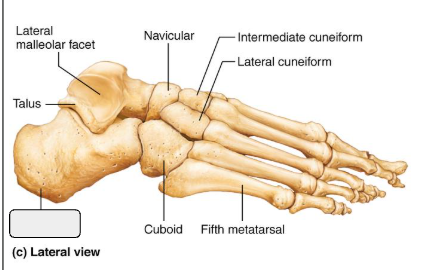<p>What bone?</p>