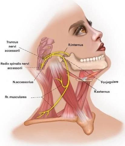 <p>-koponyából KI: <strong>foramen jugulare</strong> ( az ideg gerincvelői részei előbb a foramen magnumon felmennek a koponyába </p><p>-lefutás: ferdén leszáll a m. sternocleidomastoideus felső felszínére</p><p>-ágai: </p><ol><li><p><span style="color: red;"><strong>R. internus</strong></span> (vagushoz társul) = gége, garat és lágyszájpad izmai</p></li><li><p><span style="color: red;"><strong>R. externus</strong></span> = m. trapezius és m. sternocleidomastoideus</p></li></ol><p></p>