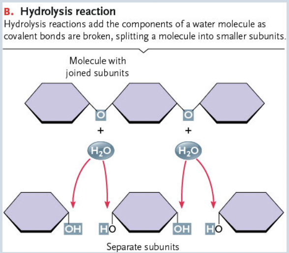 <p>Breakdown of Large molecules by adding water<br>(Polymers are broken down to monomers)</p>