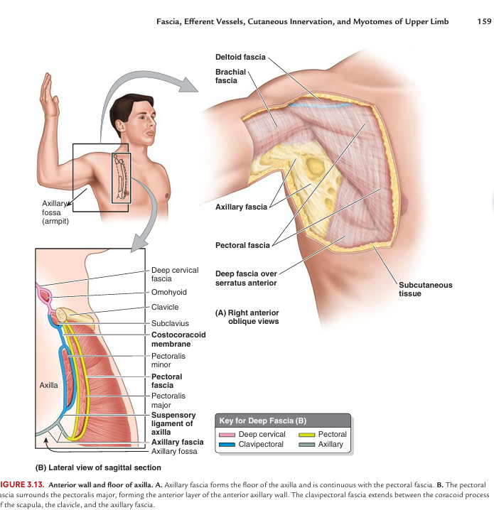 <p>Subcutaneous fascia - fat containing</p><p>Deep fascia -wraps the muscle and compartmentalization</p>