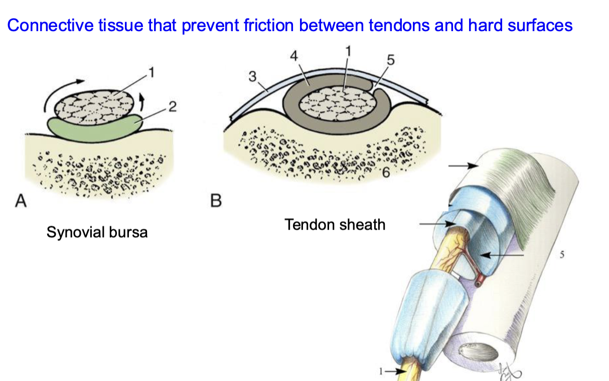 <p>synovial bursa like a pillow sits on</p>