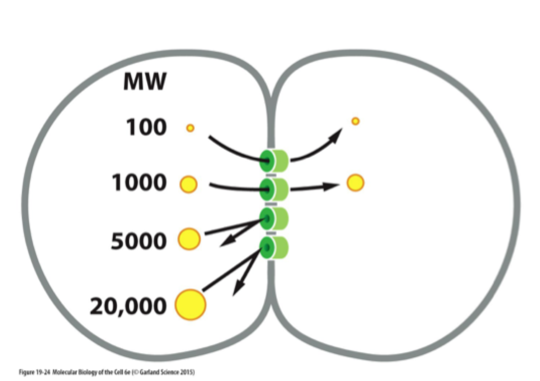 <p>Små vandopløselige molekyler og ioner, fx <strong>små signalmolekyler, nukleotider og ioner</strong>.</p>