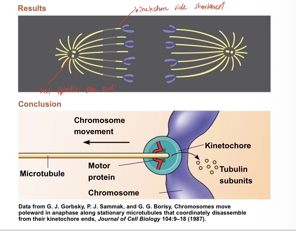 <ul><li><p>microtubules of the mitotic spindle are made of protein tubulin subunits that are added or lost to elongate or shorten it</p></li><li><p>Start at the centrosome in animal cells </p></li><li><p>The kinetochore microtubules attach at the kinetochore (in the centromere) of each sister chromatid</p></li><li><p>Non kinetochore microtubules dont attach to the sister chromatids </p></li><li><p>The microtubules shorten by using ATP - motor proteins at the kinetochore end walk the chromosome along the microtubule and the tubulin subunits are depolymerised </p></li></ul><p></p>