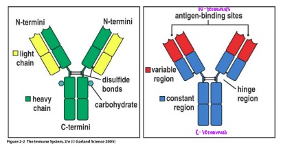 <p>Antibodies (Aby) are Y-shaped glycoproteins assembled from 2 identical “heavy” H chains + 2 identical “light” L chains. Each polypeptide chain is composed of a —— region that binds to the antigen, and ——- regions that bind to the cell.</p>
