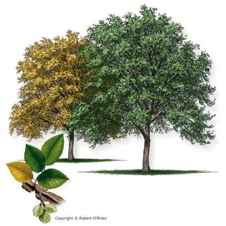 <p>upper sides of leaves are scabrous (sandpapery)</p><p>can also have wings</p><p>apex is more rounded than Winged Elm</p><p>fruits in fall (Sept.-Nov.)</p>