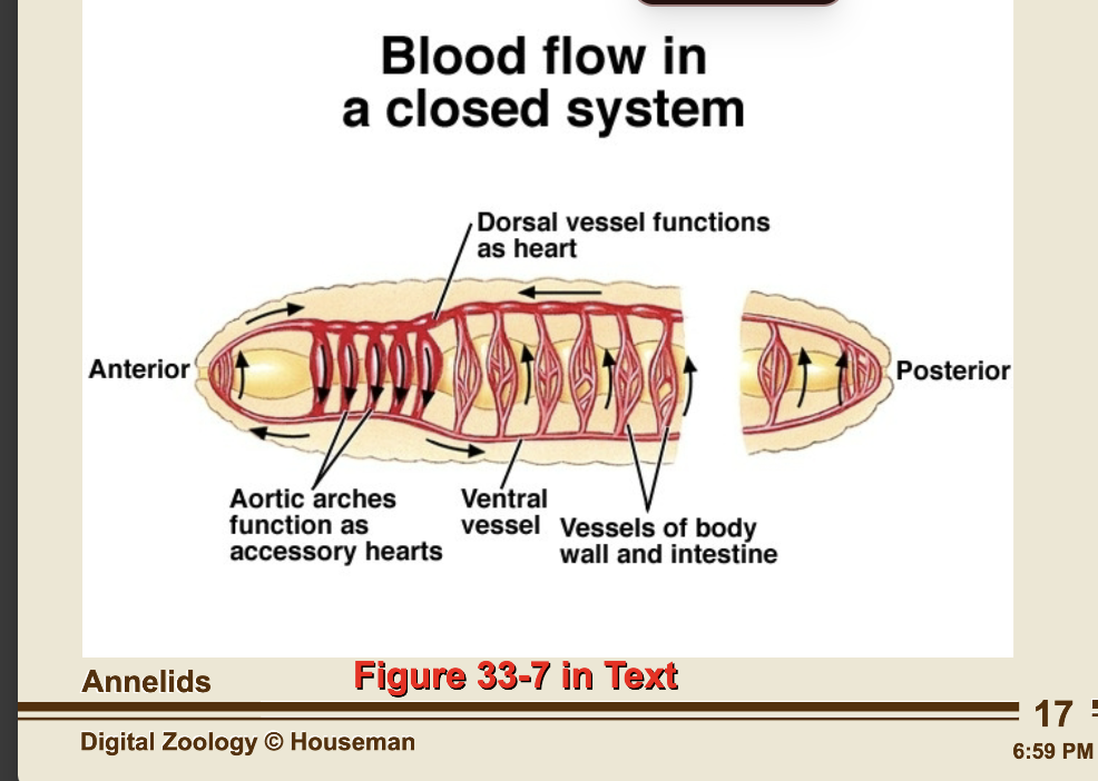 <p>-blood vessels are connected by aortic arches(work like hearts) </p>
