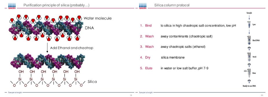 <p><strong><u>Isolation Buffer Solutions:</u></strong></p><p><strong>Buffer P1:</strong> Resuspension buffer. Contains 50 mM of Tris-HCl at pH 8, 10 mM EDTA and 100 µg/ml RNase A. LyseBlue reagent was added.<br>Tris is a buffering agent used to maintain a constant pH (= 8.0).<br>LyseBlue is a pH indicator that provides visual identification (color changes from colorless to blue at alkaline pH) of optimum buffer mixing. <span><em><mark data-color="yellow" style="background-color: yellow; color: inherit;">Solution appears cloudy show the suspension of cells</mark></em></span></p><p><strong>Buffer P2: </strong>Alkaline lysis buffer. <span>Contains </span>200 mM NaOH and 1% SDS (w/v)<br>NaOH is alkaline and ruptures the cells and denatures the DNA into single strands.</p><p><strong>Buffer N3:&nbsp; </strong>Neutralization buffer. Contains <span>guanidine hydrochloride, acetic acid and potassium acetate, pH 4.3</span><br><span>Buffer pH helps to neutralize the alkaline lysed cell solution, allowing the DNA strands to renature (double stranded).</span><br><span><em>Solution appears milky precipitate of the insoluble DNA and proteins. Plasmid DNA remains in solution due to its small size and better solubility. The color of the solution (given by Lyseblue) will change from blue to colorless as the pH decreases.</em>&nbsp;</span><br><span><em><mark data-color="yellow" style="background-color: yellow; color: inherit;">The plasmid DNA can be collected in the supernatant after centrifugation. Polysaccharides, proteins and other contaminants that do not adsorb to the column are removed.</mark>&nbsp;</em></span></p><p><span><strong>Buffer PE:&nbsp;</strong></span><strong> </strong><span>Wash buffer. Contains Tris-HCl pH 7.5 and 80% ethanol</span><br>Ethanol helps to wash the <span>chaotropic salts and other contaminants out from the column. </span>&nbsp;&nbsp;<br><span>Purified plasmid DNA remains on the silica gel membrane in the column.</span></p><p><strong>Distilled Water:&nbsp;</strong><br>Distilled water provides a no-salt condition, which recovers the "hydration shells" around plasmid DNA molecules and dislodges plasmid DNA from the silica gel membrane.<br><span><em>Purified plasmid DNA is dissolved in distilled water and eluted.</em></span></p>