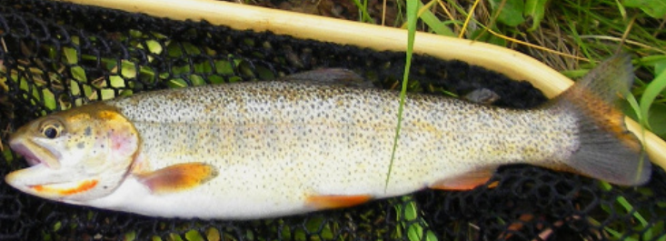 <p>Oncorhynchus clarkii <span>behnkei</span></p><p>native</p><p>dark olive - brown on backside and yellow/brown - bronze on sides, many small black spots everywhere except belly</p>