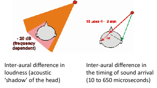 <p>From 2 1D sensors (ears) → localise sounds + identify several objects concurrently</p><ul><li><p>Pinnae = ridges on ears channel sound differently depending on where it comes from</p><ul><li><p>Useful for computing elevation (vertical) of sound source</p></li></ul></li><li><p>Inter-aural processing = signals are combined to find the angluar location (horizontal) of the sound source</p></li></ul><p></p>