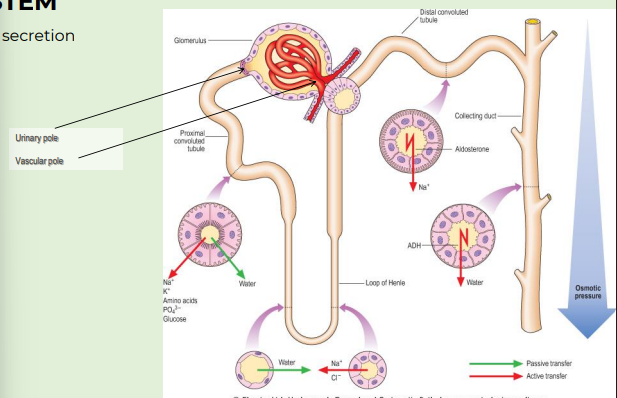 <p>urinary system</p>