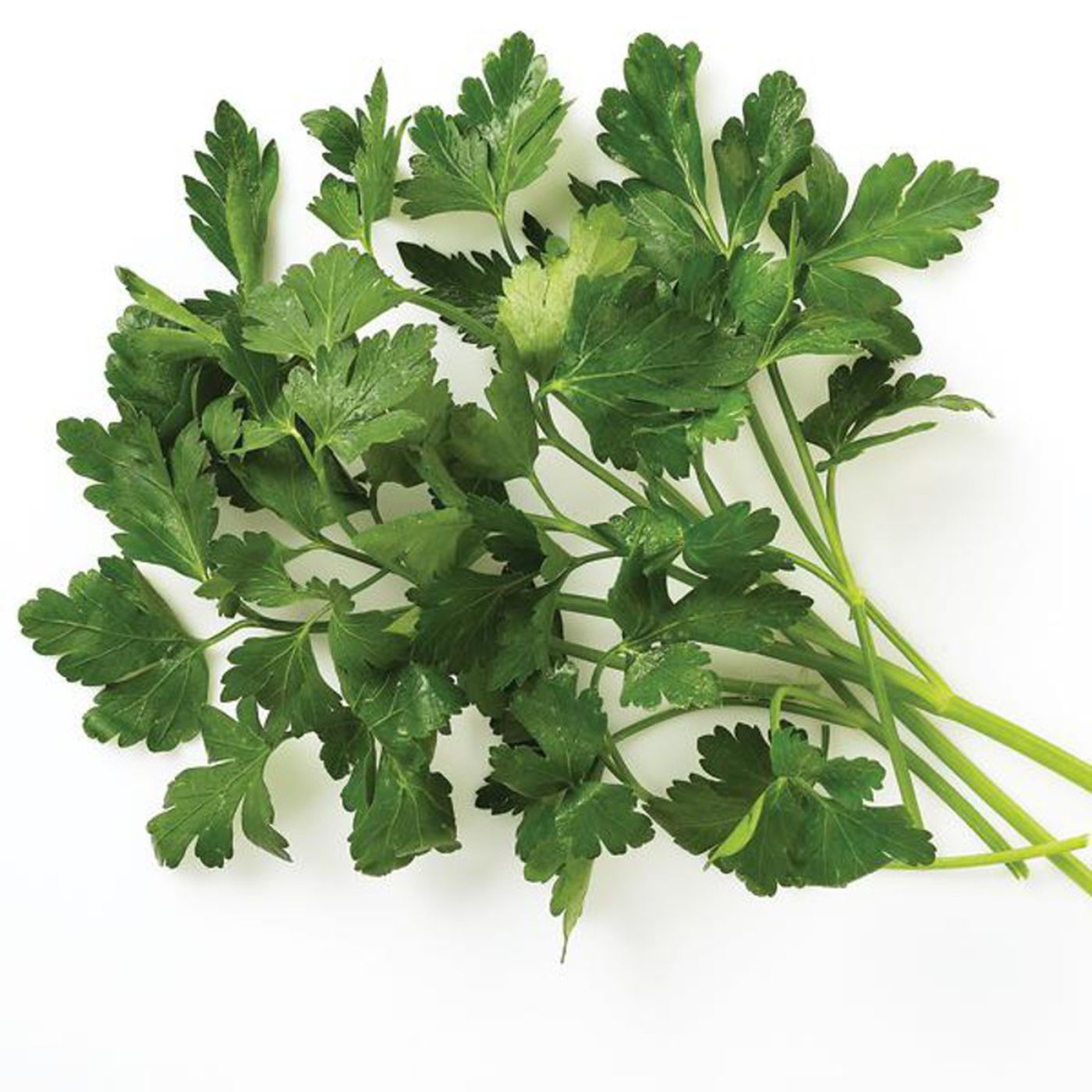<p>Italian Parsley</p>