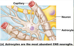 <p>Provide structural and metabolic support for neurons.</p><p>Form blood brain barrier</p>
