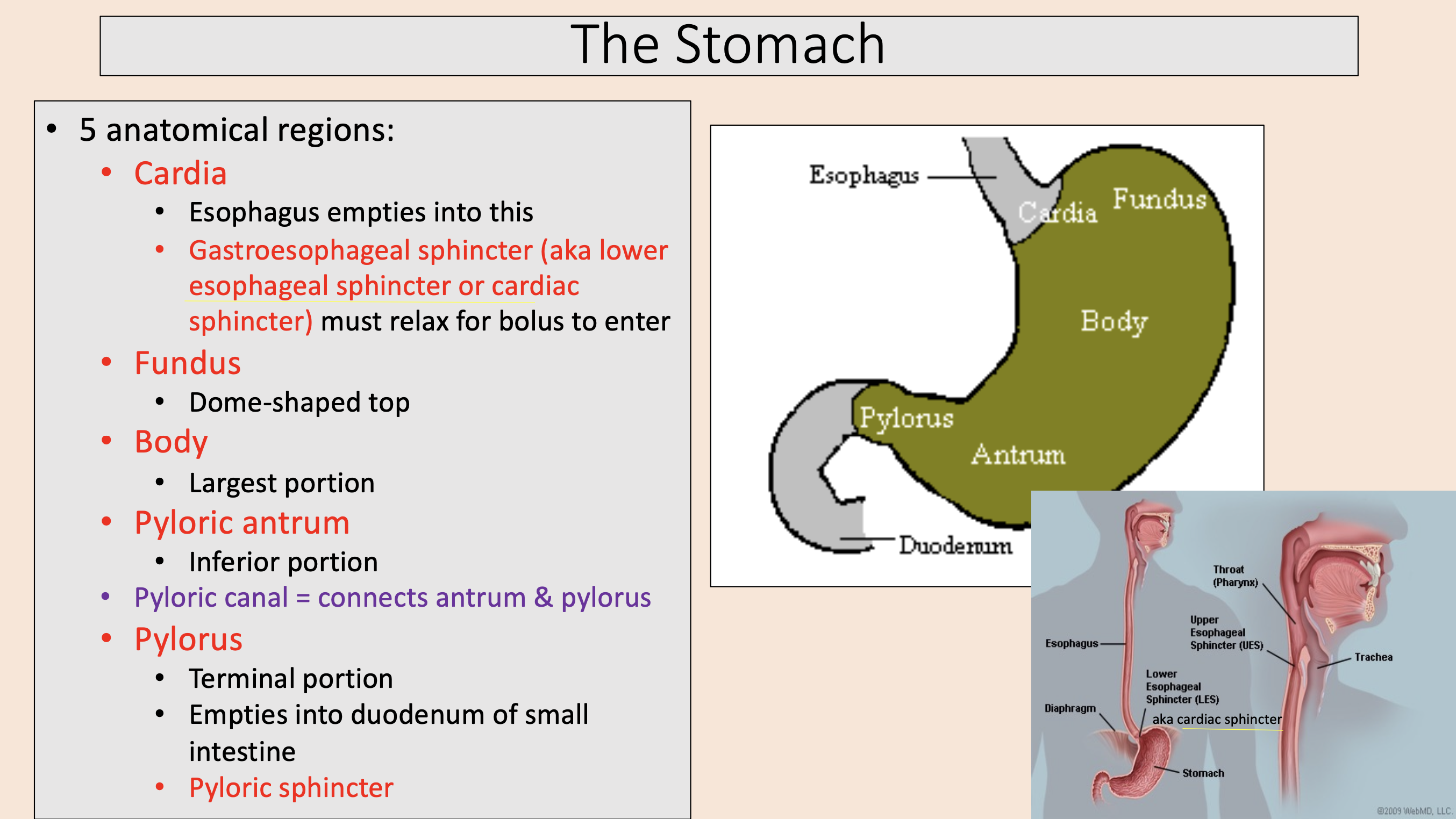 <p><span style="color: rgb(255, 0, 0);">body</span></p>