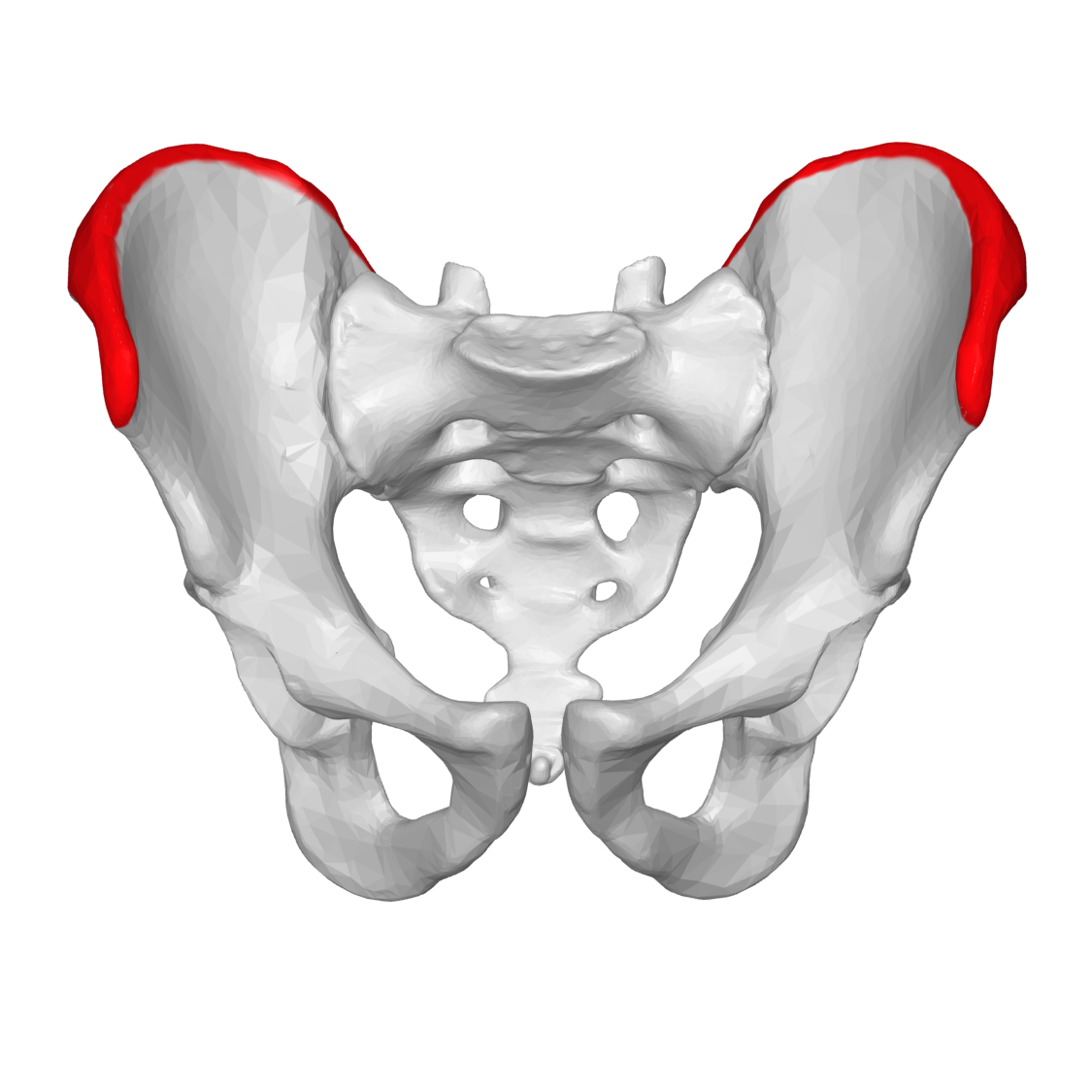 <p>The superior margin of the ilium</p>