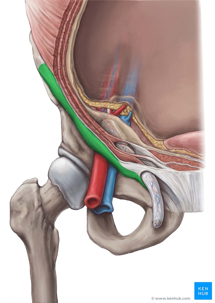 <p>What ligament lies between the anterior superior iliac spine and the pubic tubercle?</p>