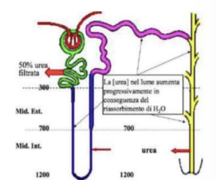 <p><span>L'urea segue un percorso circolare che la intrappola nella midollare:</span></p><p><span>• </span><strong><span>Nel Dotto Collettore Midollare:</span></strong><span> Sotto l'effetto dell'ormone ADH, l'acqua viene riassorbita. L'urea che resta dentro il tubulo diventa quindi </span><strong><span>molto concentrata</span></strong><span>.</span></p><p><span>• </span><strong><span>L'uscita nell'interstizio:</span></strong><span> Nella parte più profonda della midollare, ci sono trasportatori specifici (UT-A1) che lasciano uscire l'urea dal dotto collettore verso l'interstizio.</span></p><p><span>• </span><strong><span>Il rientro nell'Ansa:</span></strong><span> Una volta nell'interstizio, p</span><span><span>er evitare che l'urea venga portata via dal sangue, essa rientra (secrezione passiva) </span></span><span>nelle </span><strong><span>branche sottili dell'Ansa di Henle</span></strong><span>.</span></p><p><span>• </span><strong><span>Il cerchio si chiude:</span></strong><span> L'urea risale l'ansa, attraversa il tubulo distale e torna nel dotto collettore, pronta a uscire di nuovo.</span></p><p><span>Questo così crea il </span><strong><span>"ricircolo dell'urea"</span></strong><span>, che mantiene alta la concentrazione midollare dandole un ruolo fondamentale nell’Antidiuresi (Urina concentrata per azione ADH).</span></p><p><span>• Doppio ruolo: Si concentra nell'urina + viene riciclata per mantenere elevata l'osmolarità midollare e trattenere liquidi.</span></p><p><span>• </span><strong><span>Clearance dell'Urea (Regola l'osmolarità midollare e volume urinario):</span></strong><span> È sempre inferiore a quella dell'inulina (non c'è secrezione attiva, ma c'è riassorbimento).</span></p><p><span>• </span><strong><span>In Antidiuresi:</span></strong><span> (basso flusso). Elevato riassorbimento di urea per il ricircolo → si elimina meno urea. Clearance = </span><strong><span>50 ml/min</span></strong><span> (meno della metà del filtrato).</span></p><p><span>• </span><strong><span>In Diuresi:</span></strong><span> (alto flusso). Meno riassorbimento, viene letteralmente sciacquata via. Clearance arriva a </span><strong><span>70 ml/min</span></strong><span> (maggiore che in antidiuresi).</span></p>