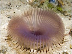 <p>- Up to 20 cm long.</p><p>- Usually pale purple or greyish-white in colour.</p><p>- Tube rarely protrudes above ground level. </p><p>- Has about 60 tentacles</p>