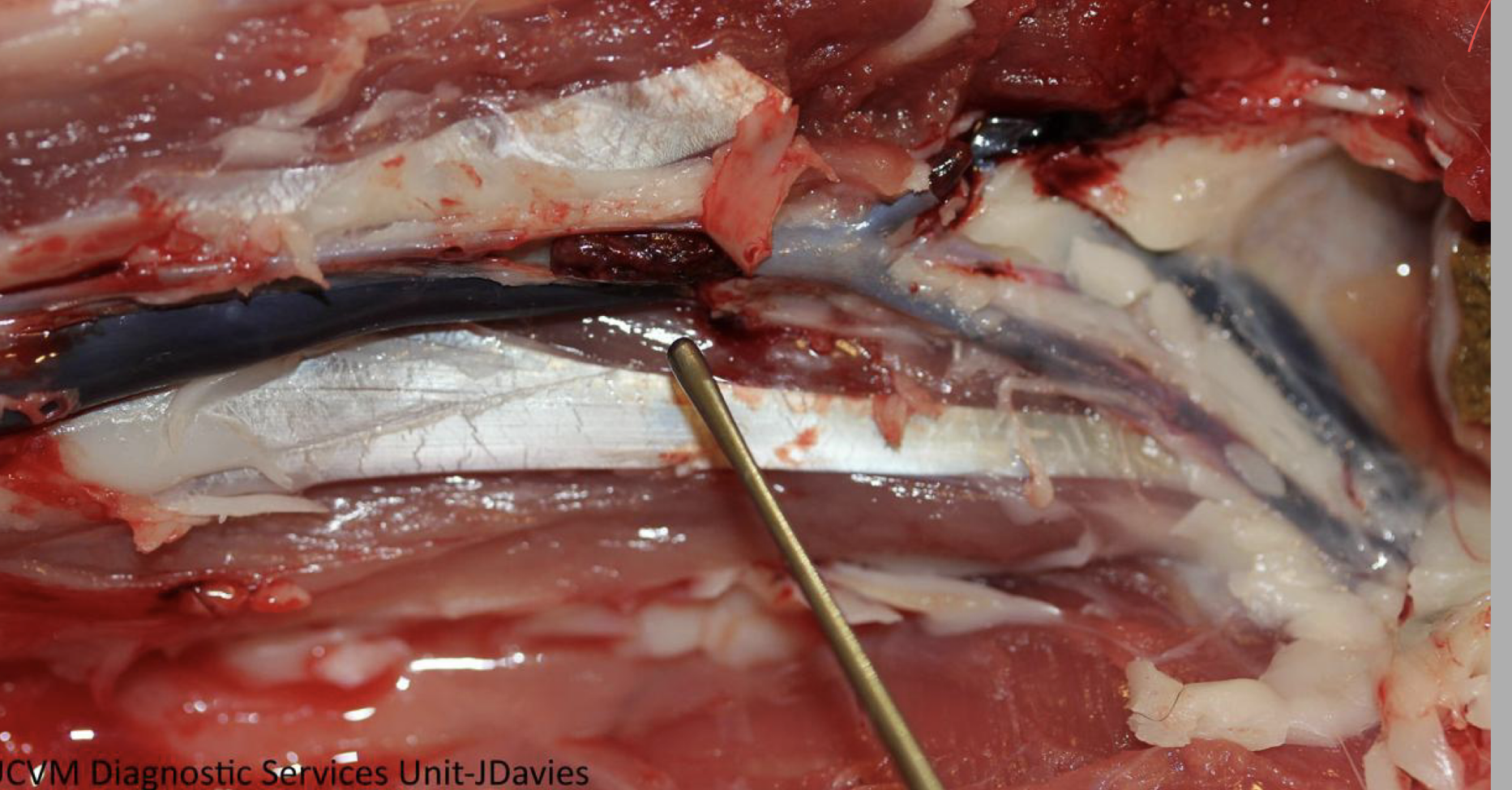 <p>ante or post mortem clot </p>