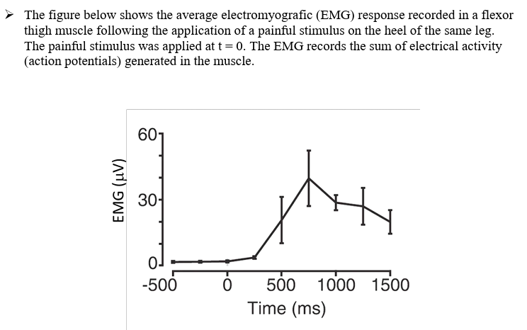 <p>C1) Explain the neural basis for the EMG response.</p>
