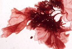 <p>The red algae are one of the oldest groups of eukaryotic algae, and also one of the largest, with about 5,000-6,000 species of mostly multicellular, marine algae, including many notable seaweeds</p>