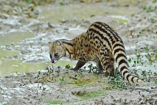 <p>fur: brownish-grey/pale yellowish-brown, black/brown logitudinal stripes, rows of spots on sides, tail: alternating black and whitish rings</p>