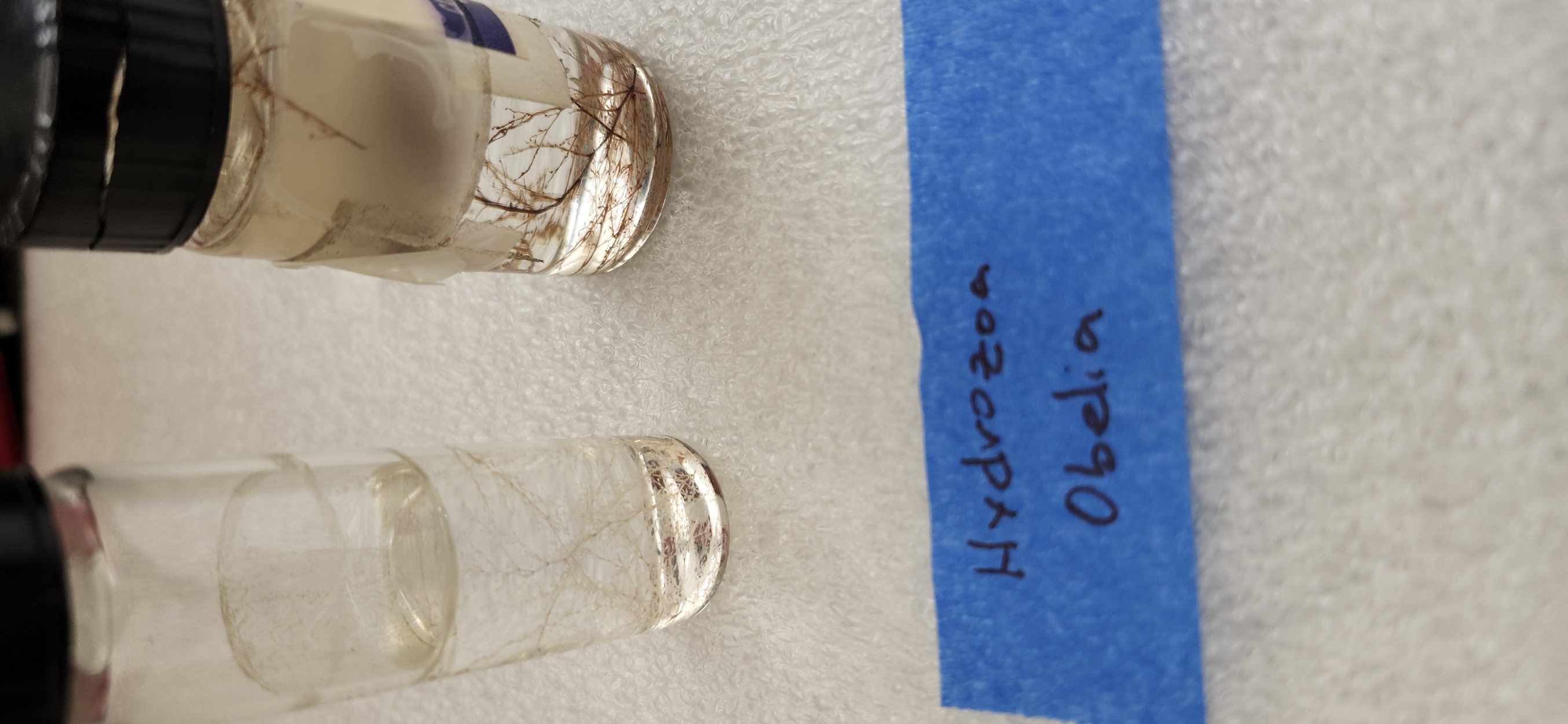 <p>What is the kingdom, phylum, class, and genus of the organism?</p>