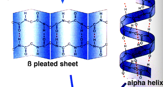 <p>refers to local sub-structures: alpha helix and beta strand or beta sheets (initial folding of AA chain) </p>