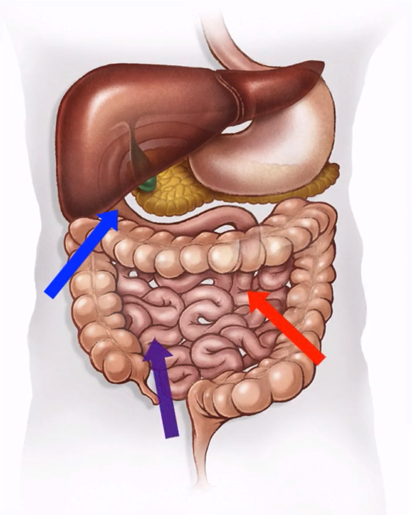 <p>Which part of the small intestine is the blue arrow?</p>