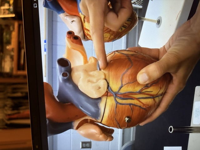 <p>blue vein?</p>