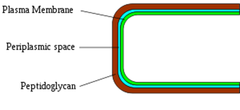 <p>cellular membrane/thick cell wall</p>