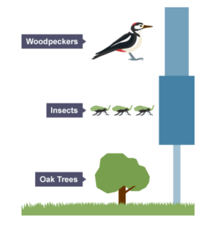 <p>they only show the number of organisms in each trophic level, and don’t take into account the size of organisms </p>