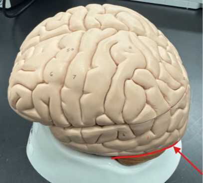 <p>(fissure btwn cerebrum/cerebellum)</p>