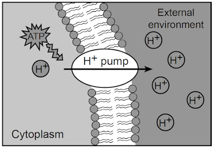 <p><br>The diagram below represents a portion of a cell&nbsp;membrane.</p><p>The arrow indicates that the cell membrane is carrying out the process of…</p>