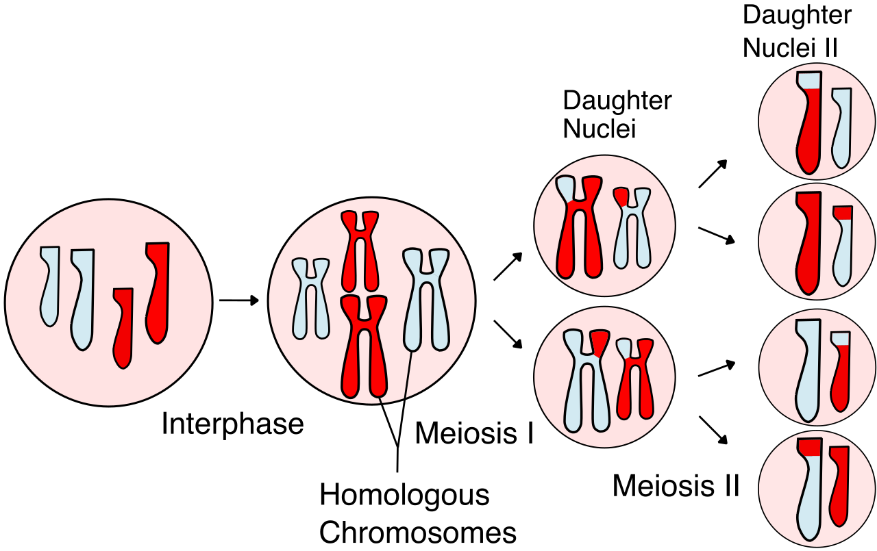 <ul><li><p>Period of division in sex cells (gametes)</p></li><li><p>One parent cell makes four different daughter cells</p><ul><li><p>Produces half the chromosome number</p></li><li><p>Introduces genetic variation (critical for evolution &amp; reproduction)</p></li></ul></li></ul><p></p>