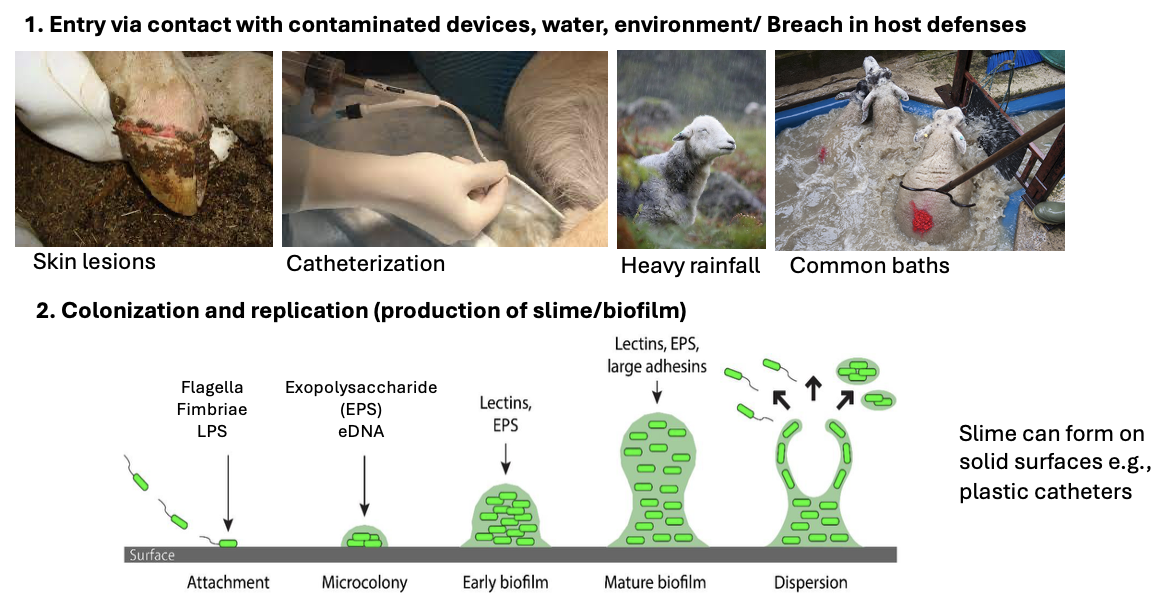 <p>1) Entry via contact with contaminated devices, water, environment/breach in host defenses </p><p>2) Colonization and replication (production of slime/biofilm)</p><p></p>