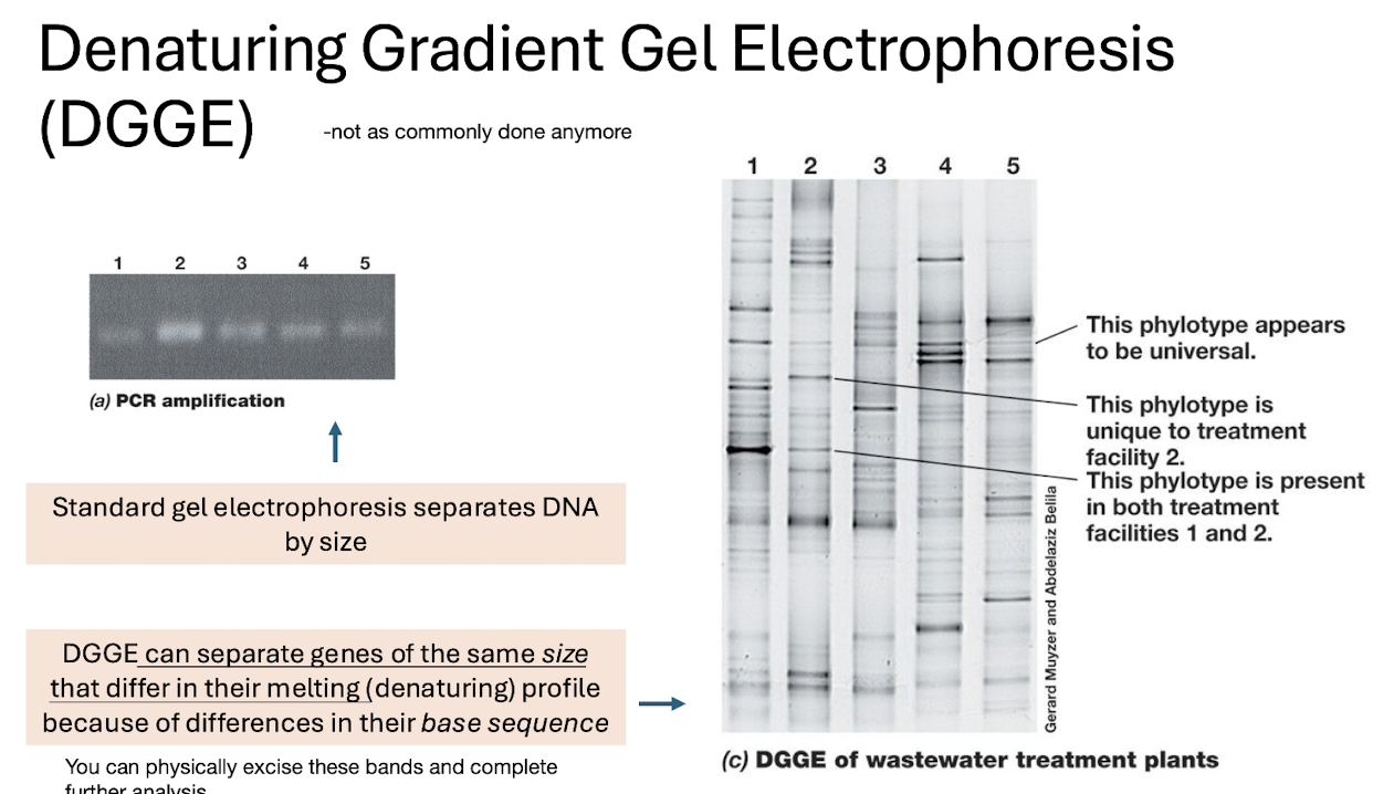 <ul><li><p><span>Separates DNA of same size <u>but different melting behaviour,</u> using a gradient of denaturants</span></p></li><li><p><span>Produces banding patterns representing phylotypes.</span></p></li></ul><p></p>