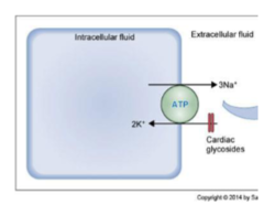 <p>In _____ transport, one or more solutes move against a concentration gradient directly using ATP</p>
