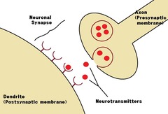 <p>chemical messengers used during chemical neurotransmission</p>