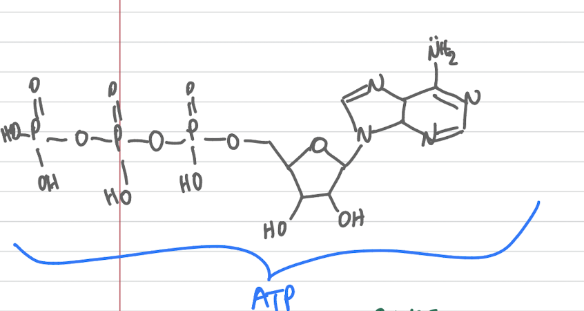 knowt flashcard image