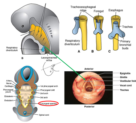 <ol><li><p>respiratory diverticulum (RD) forms as a ventral outpouching of the endodermal foregut</p></li><li><p>RD grows ventro-caudally through the splanchnic mesenchyme surrounding the foregut</p></li><li><p>RD splits into right and left primary bronchi in a process called bifurcation at days 26-28</p></li><li><p>proximal end of RD forms trachea and larynx</p></li><li><p>larynx opens into pharynx via glottis</p></li><li><p>as primary bronchi form, the stem of the RD separates from the overlying portion of pharynx to become the esophagus</p></li></ol><p></p>