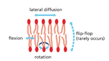<p>Phospholipids rapidly move within each leaflet</p><ul><li><p>lateral diffusion (side to side, deeper into plane)</p></li><li><p>rotate</p></li><li><p>flex</p></li><li><p>and rarely “flip flop” - move from one leaflet to another on their own</p></li></ul><p></p>