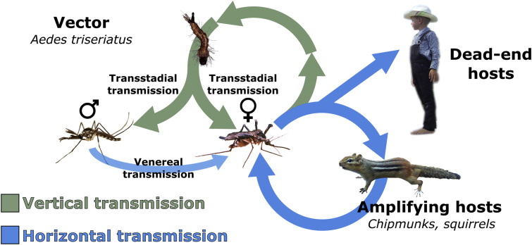 <p>the passing of a pathogen from an adult female vector, like a tick or a mosquito, to its offspring through the ovaries and eggs</p>